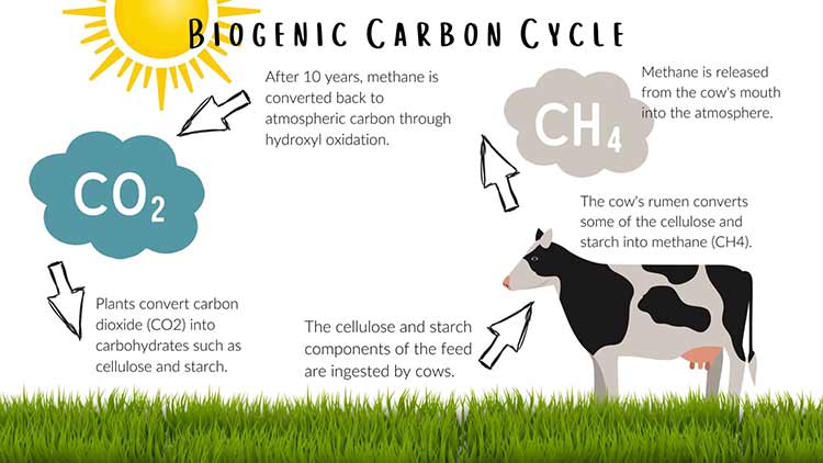 biogenic carbon cycle