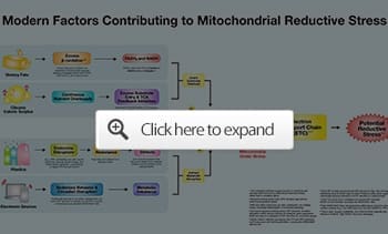 modern factors contributing mitochondrial reductive stress