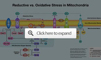 reductive vs oxidative stress in mitochondria