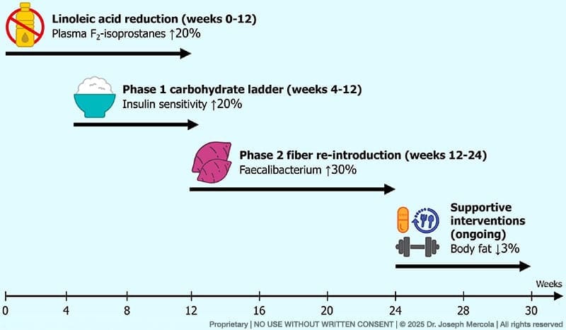 four-phase dietary lifestyle protocol