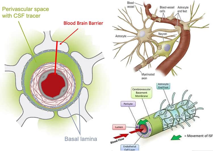 perivascular space and blood-brain barrier